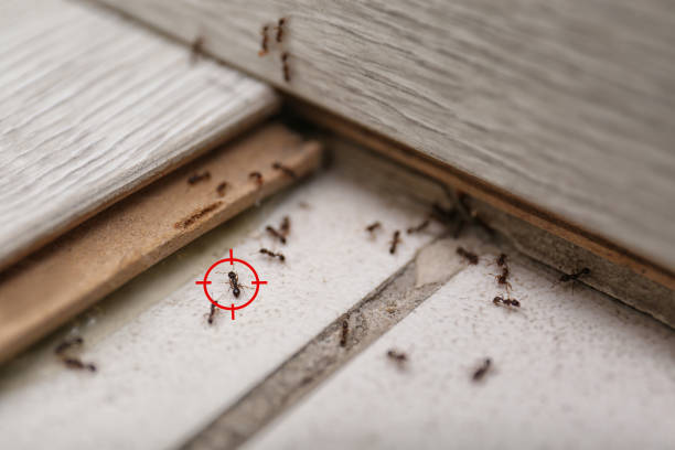 Best Cockroach Control Services  in Itasca, IL
