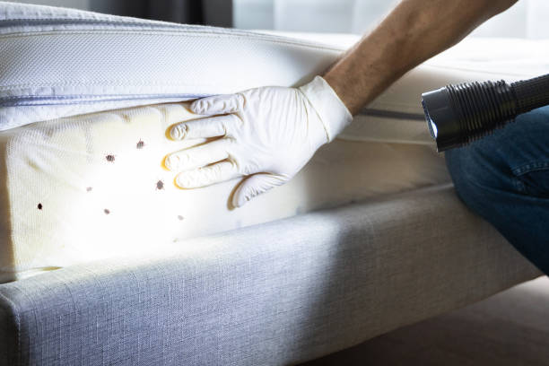 Best Wasp Removal Services  in Itasca, IL